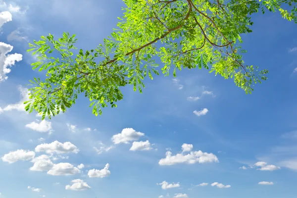 Grünes Laub gegen blauen Himmel — Stockfoto