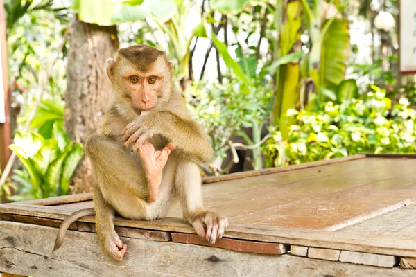 Scimmia sedersi sul tavolo — Foto Stock