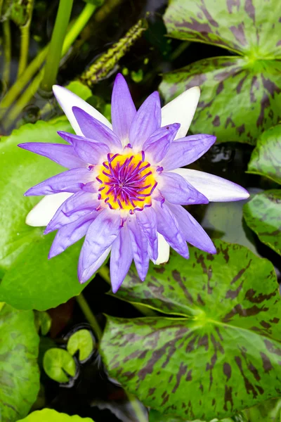Purple water lily — Stock Photo, Image