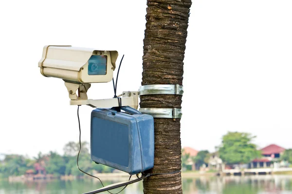 Ağaç üzerinde CCTV kamera — Stok fotoğraf
