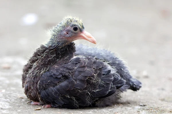 stock image Pigeon