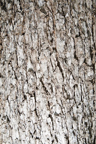 Стара суха кора дерева — стокове фото