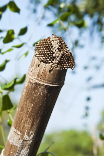 Bambu boş kovan — Stok fotoğraf
