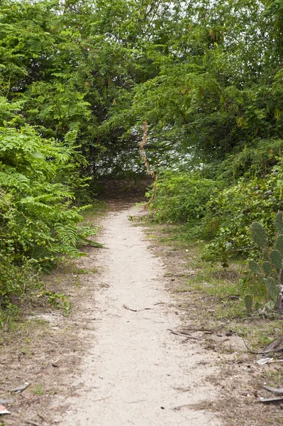 stock image Way to the tunnel of tree