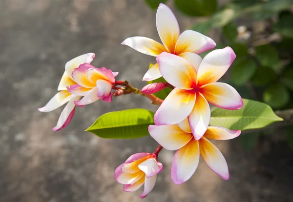 Piękny kwiat — Zdjęcie stockowe