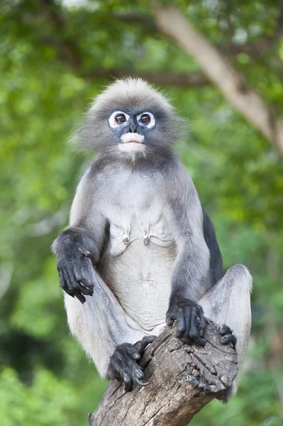 Altes Blatt Affe auf Baum — Stockfoto