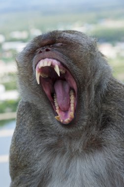 Crab-eating macaque yawning clipart