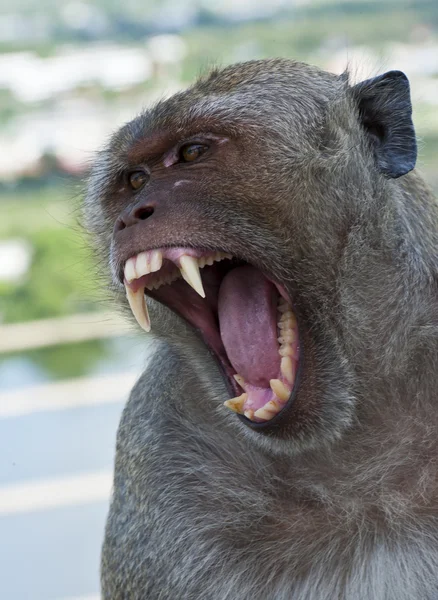 Krabbenfressender Makak zeigt seinen langen Fang und seine Zähne — Stockfoto