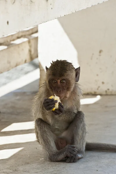 赤ちゃんカニクイザル新鮮なトウモロコシを食べる — ストック写真
