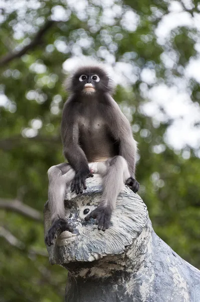 Singe feuille mâle sur statue de singe — Photo