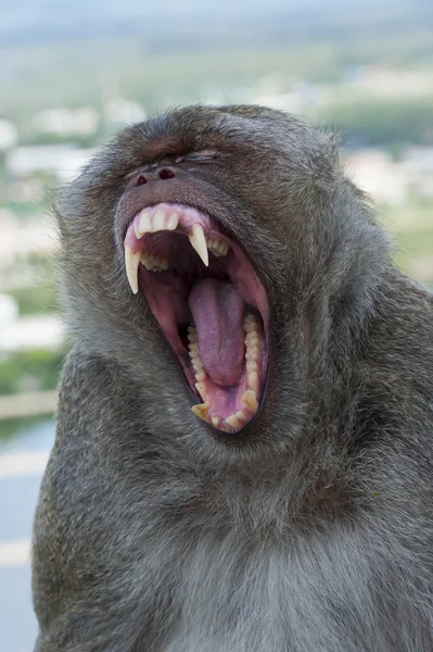 Macaco comedor de caranguejo bocejo Imagens De Bancos De Imagens Sem Royalties
