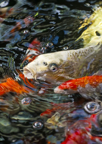 恋の庭の魚を摂食 — ストック写真