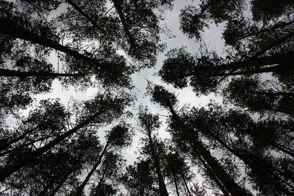 Stock image The tops of trees in a pine forest.