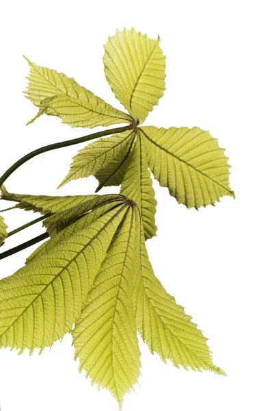 stock image Leaf of horsechestnut