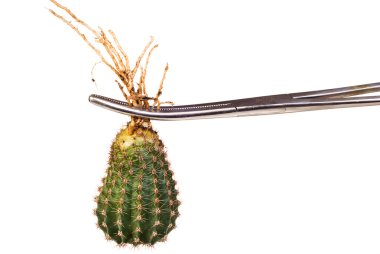 Cactus in surgical forceps clipart