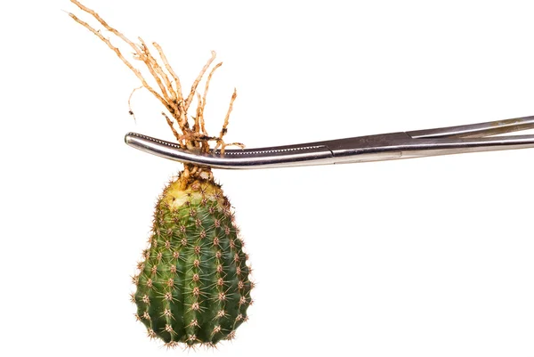 Kaktus in der chirurgischen Pinzette — Stockfoto
