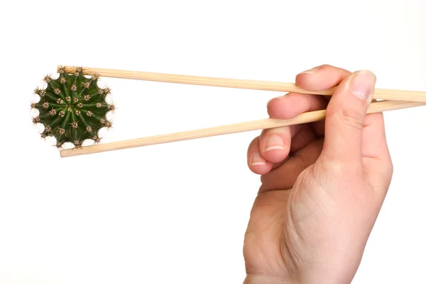 拿起筷子的仙人掌 — 图库照片