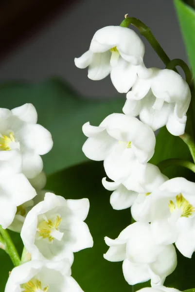 stock image Lily of the valley macro shoot