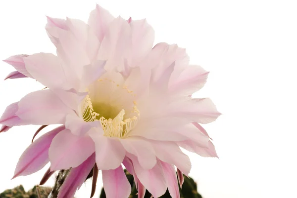 Increíble flor de cactus —  Fotos de Stock