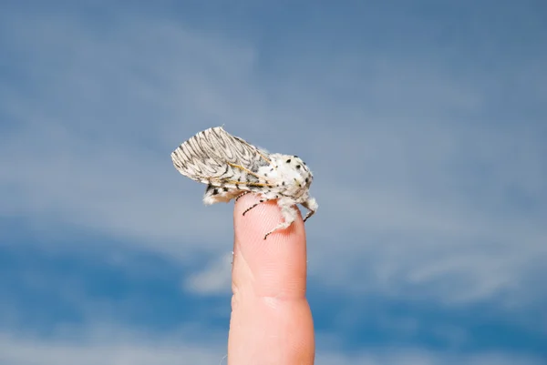 stock image Butterfly on finger