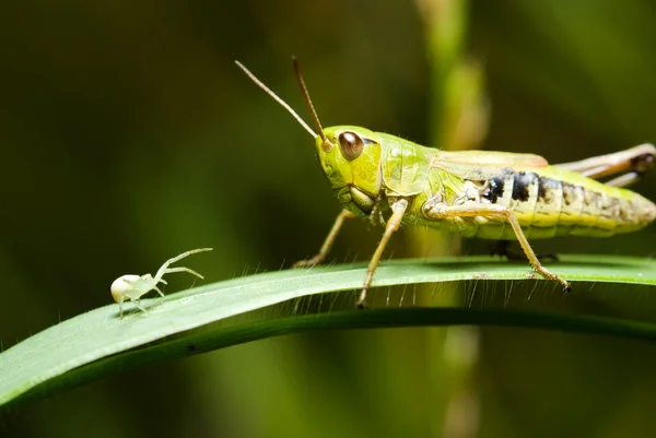 Grasshopper and spider — Stock Photo, Image