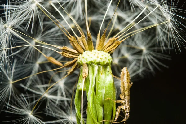 Dandelion e inseto em seu — Fotografia de Stock