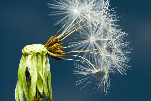 Dandelion plant with seeds — Stock Photo, Image
