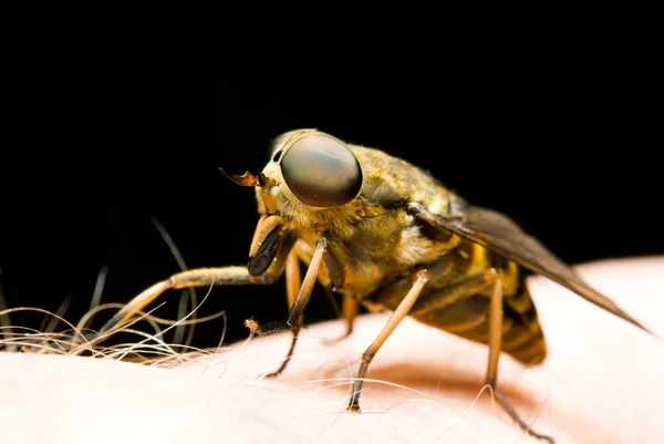 Close up of horse-fly — Stock Photo, Image