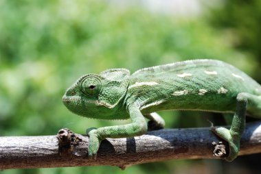 Chameleon on branch clipart