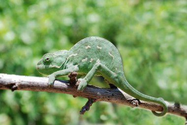 Chameleon on branch clipart
