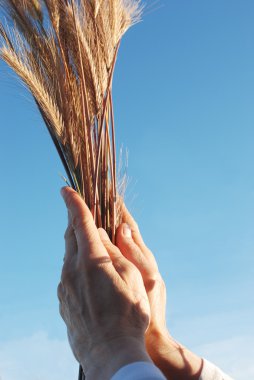 Holding a golden wheat clipart