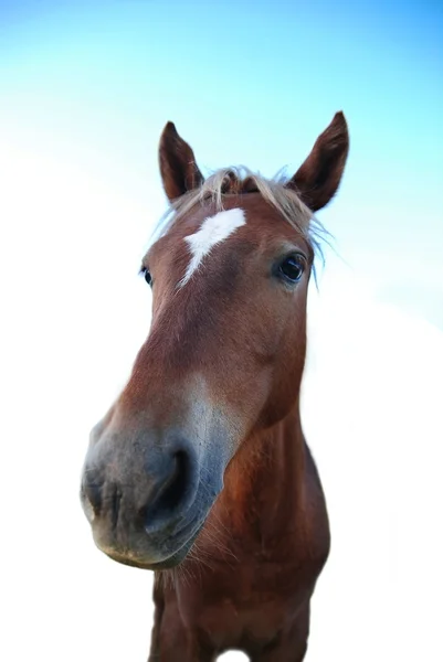 Tête de cheval brun — Photo