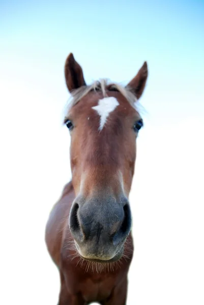 Голова бурого коня — стоковое фото