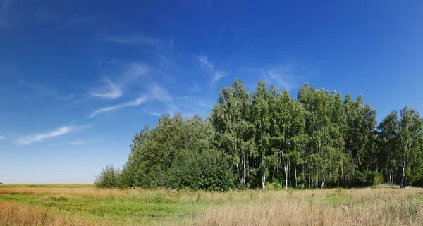Panorama of forest with vivid sky — Stock Photo, Image