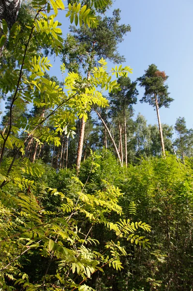 Ormanda canlı hdr görüntüleme — Stok fotoğraf