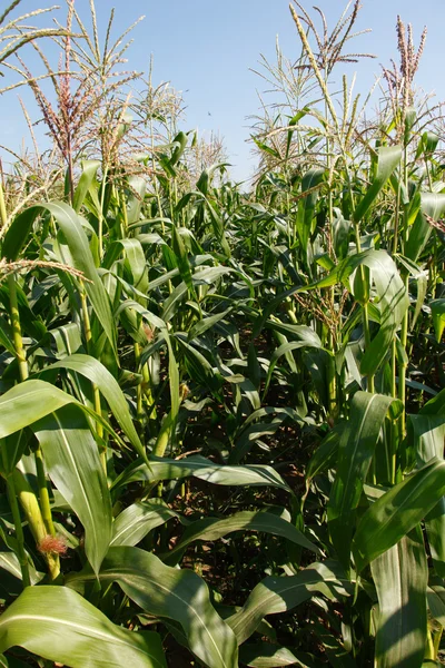 Campo de maíz indio en el cielo azul —  Fotos de Stock