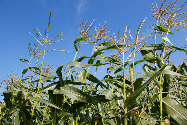 Field of Indian corn on blue sky