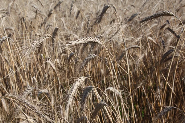 成熟黑麦或小麦的字段 — 图库照片