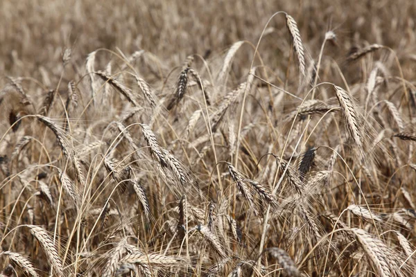 Feld von reifem Roggen oder Weizen — Stockfoto