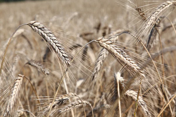 成熟黑麦或小麦的字段 — 图库照片