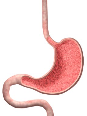 Human Stomach clipart