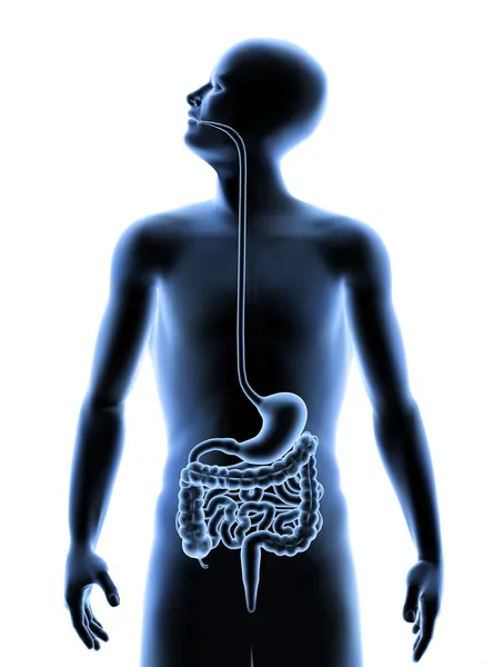 El cuerpo humano - El sistema digestivo — Foto de Stock