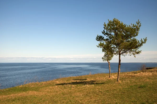 Pijnbomen op de oevers van het Ilmenmeer een zonnige dag. — Stockfoto