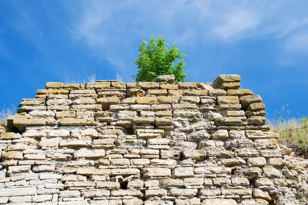 Cespuglio di Rowan in un vecchio muro della fortezza in rovina — Foto Stock