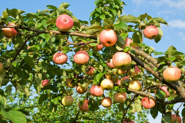 Stock image Branch with red apples on blue sky background