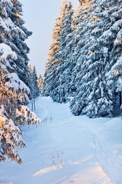 Forêt hivernale en montagne — Photo