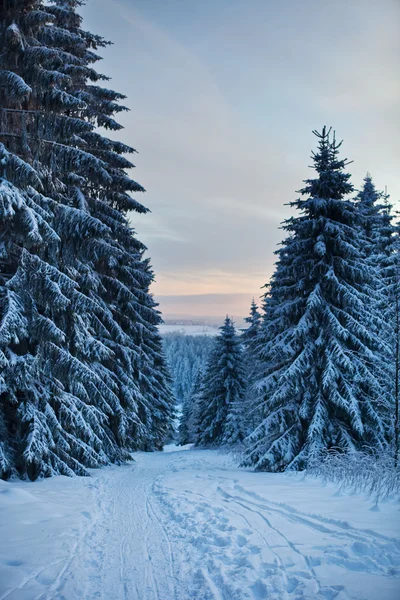 Winter forest in mountains — Stock Photo, Image