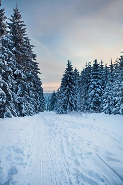 Forêt hivernale en montagne — Photo