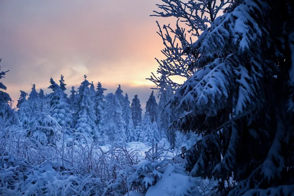 ป่าฤดูหนาวในภูเขา — ภาพถ่ายสต็อก