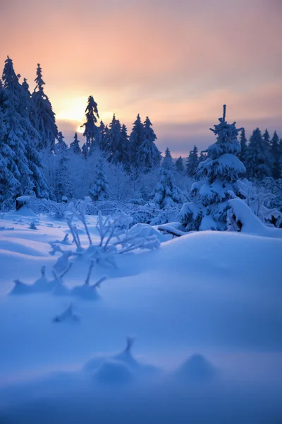 Hutan musim dingin di pegunungan — Stok Foto